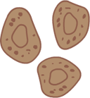 Bacteria
