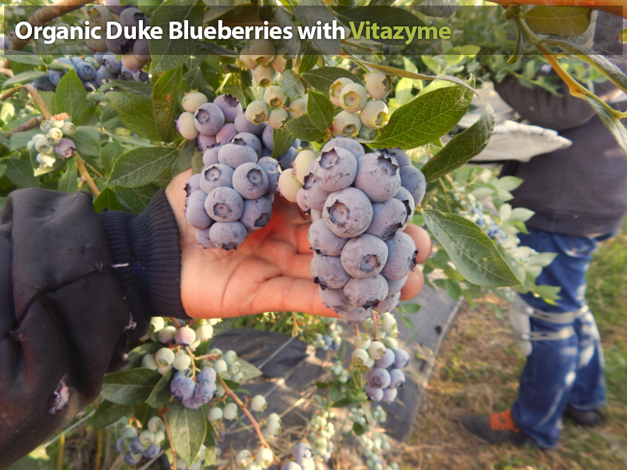 Duke Blueberries