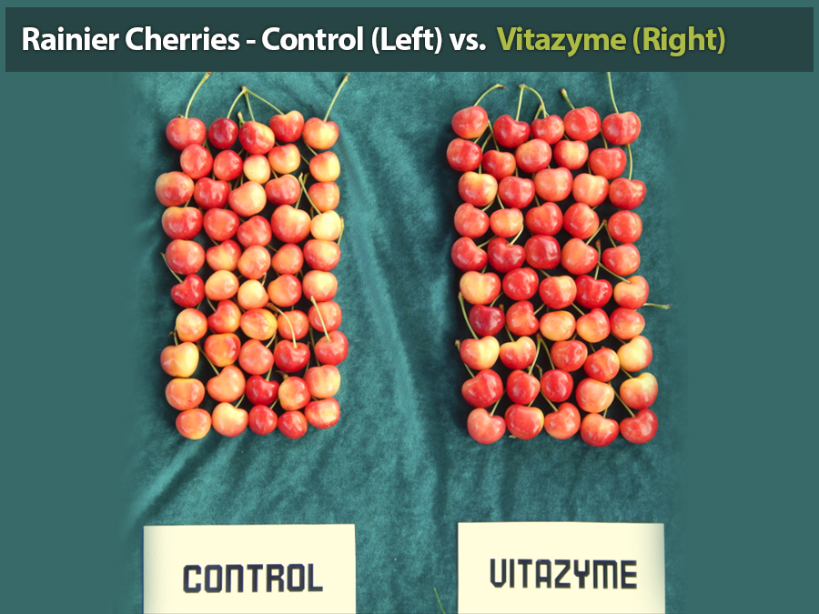 Rainier Cherries