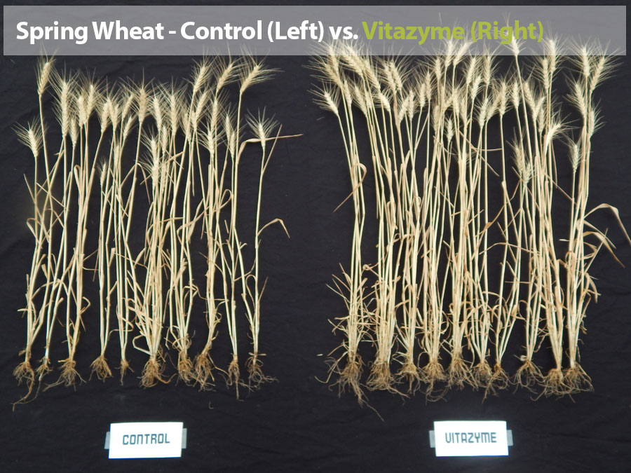 Spring Wheat